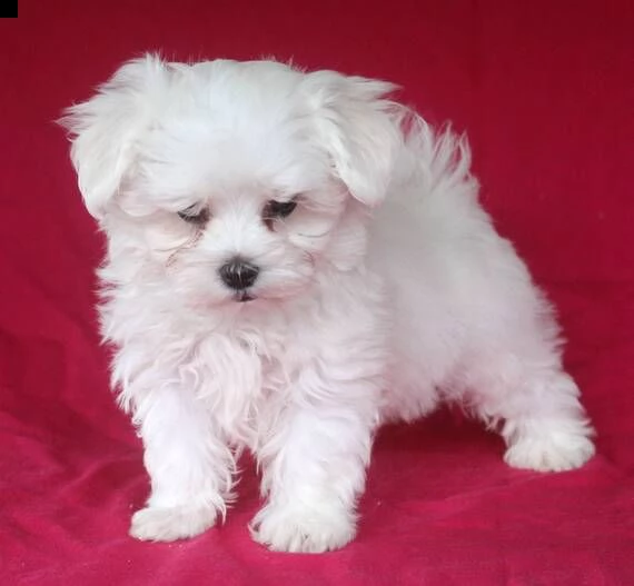 regarlo maltese cuccioli