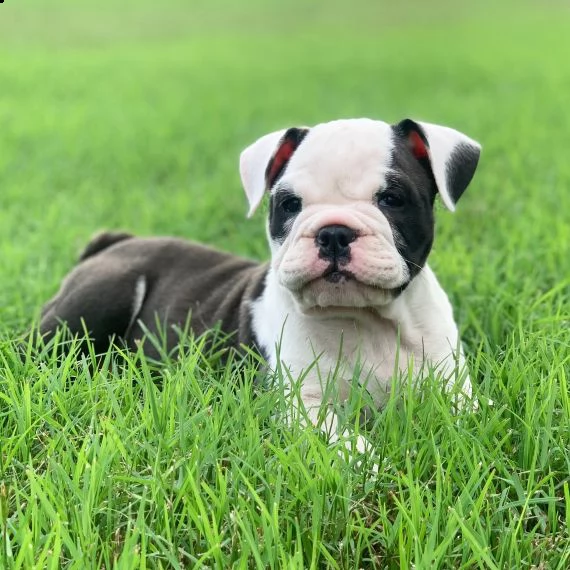 bulldog inglese cuccioli per l'adozione