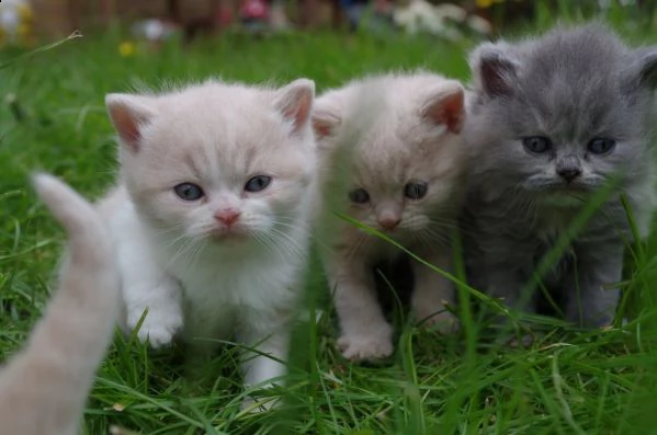 digitare meravigliosi gattini british in regalo