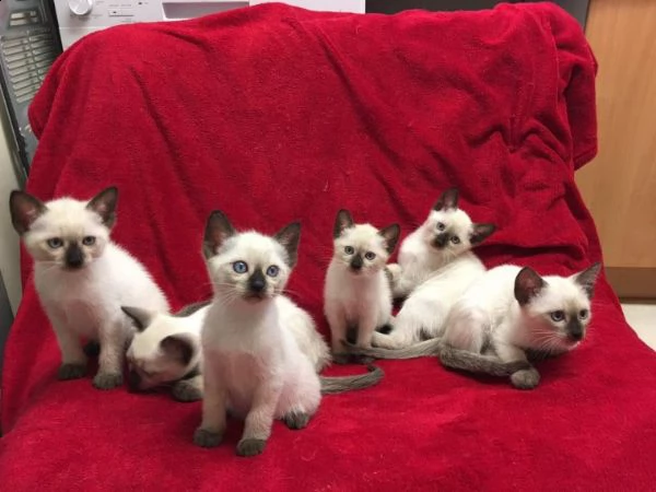 gattino siamese disponibili in regalo...