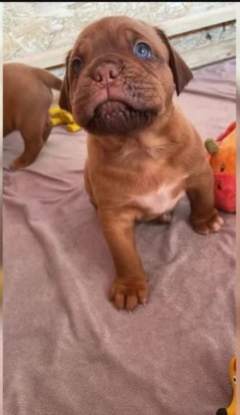 regalo cuccioli di dogue de bordeaux..