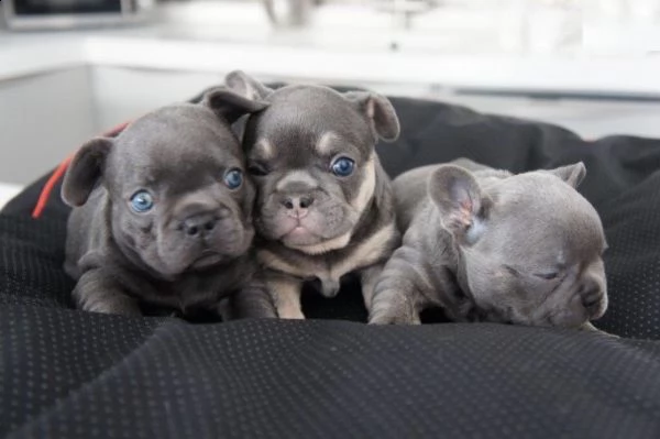 regalo cuccioli di cane a bulldog francese..,