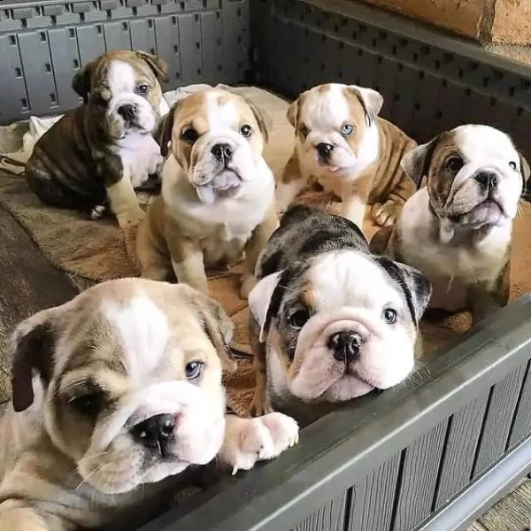 bulldogww