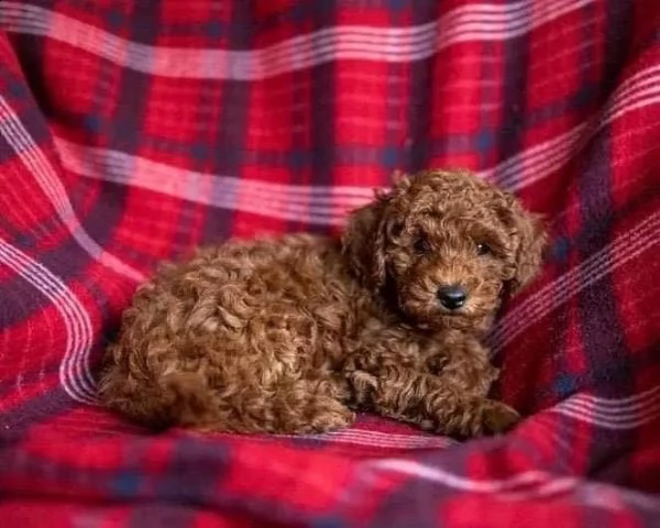 regalo barboncino cuccioli toy disponibili,,,, | Foto 0