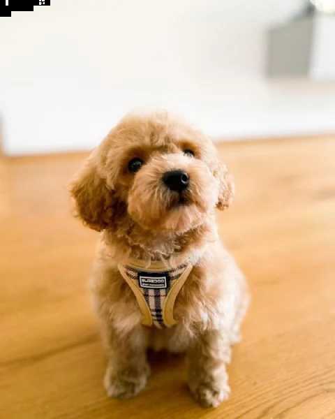 barboncino toy red maschio cucciolo