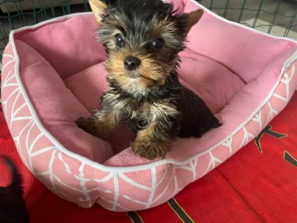 disponibile eccellente cucciolata di yorkshire toy | Foto 4