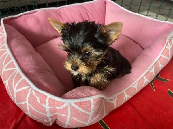 disponibile eccellente cucciolata di yorkshire toy | Foto 3