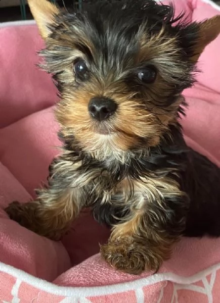 disponibile eccellente cucciolata di yorkshire toy | Foto 2
