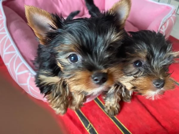 disponibile eccellente cucciolata di yorkshire toy