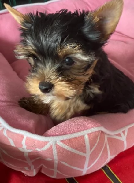 disponibile eccellente cucciolata di yorkshire toy | Foto 0