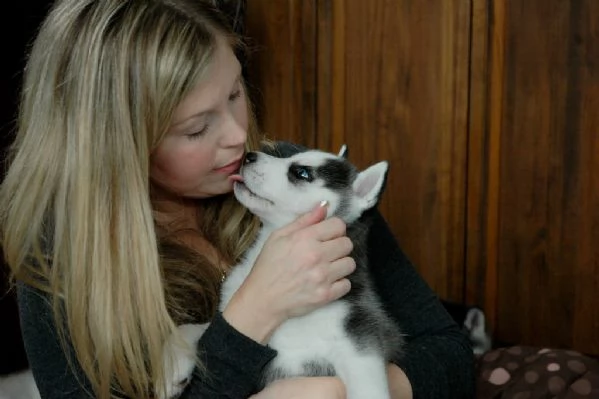 3 cuccioli di siberian husky cioccolato con pedigree | Foto 6