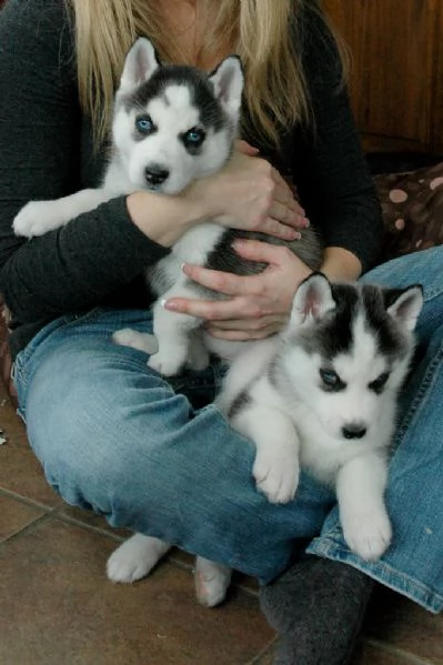 3 cuccioli di siberian husky cioccolato con pedigree | Foto 5