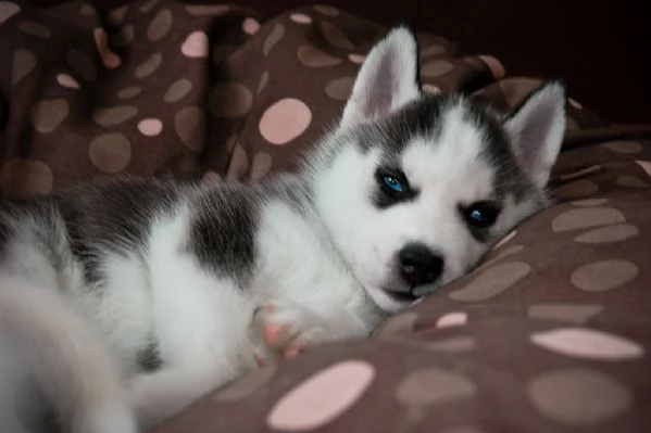 3 cuccioli di siberian husky cioccolato con pedigree | Foto 3