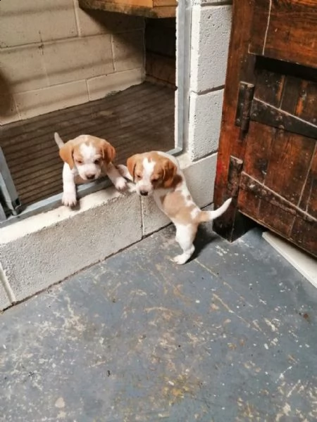 disponibilicuccioli di beagle | Foto 6