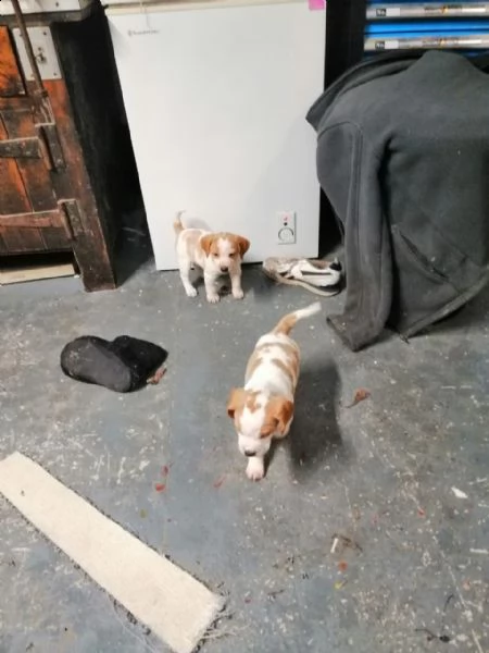 disponibilicuccioli di beagle | Foto 3