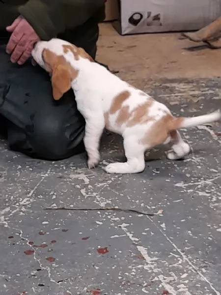 disponibilicuccioli di beagle | Foto 2