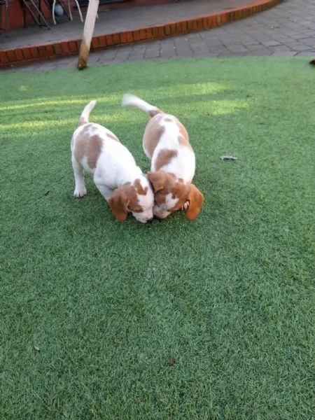 disponibilicuccioli di beagle | Foto 1