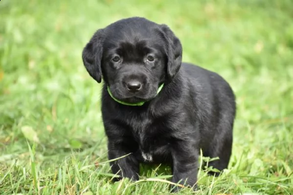 3 cuccioli di labrador cioccolato con pedigree | Foto 2
