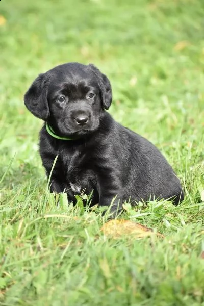 3 cuccioli di labrador cioccolato con pedigree | Foto 1