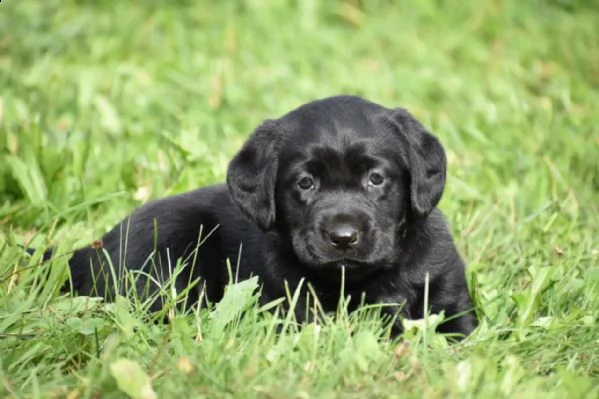 3 cuccioli di labrador cioccolato con pedigree