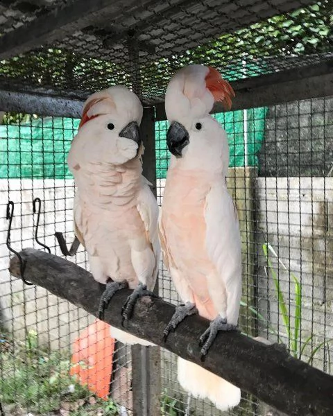 pappagalli cacatua del dna