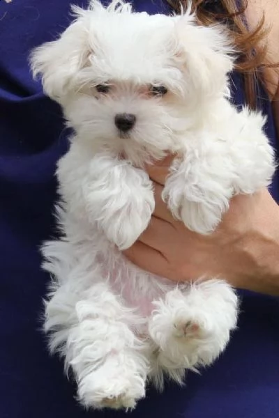 regalo maltese ;;;;;;;