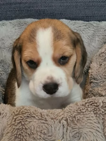 tre cuccioli di beagle cioccolato con pedigree | Foto 4
