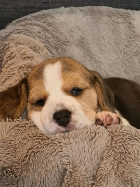 tre cuccioli di beagle cioccolato con pedigree | Foto 2