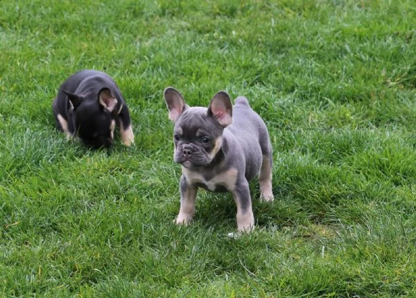 bouledogue francese cuccioli disponibili