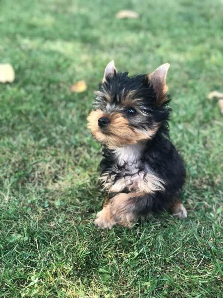 incredibili cuccioli dello yorkshire | Foto 3