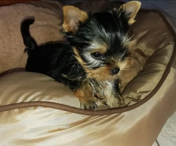 incredibili cuccioli dello yorkshire | Foto 1
