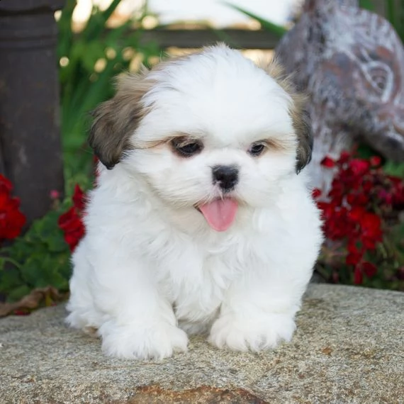 vendo cucciolo shihtzu