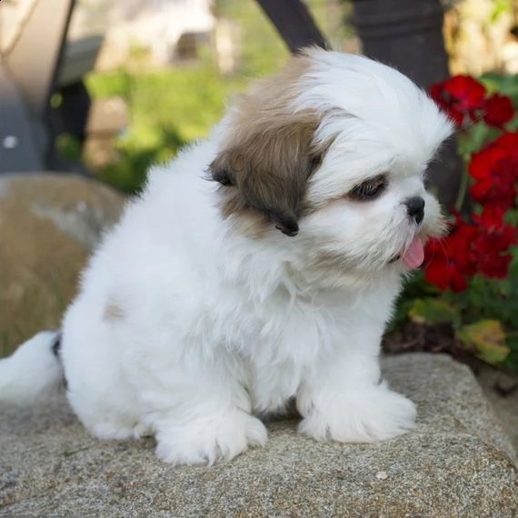 vendo cucciolo shihtzu | Foto 0