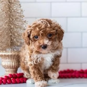 regalo barboncino mini toy[at][at][at] | Foto 0