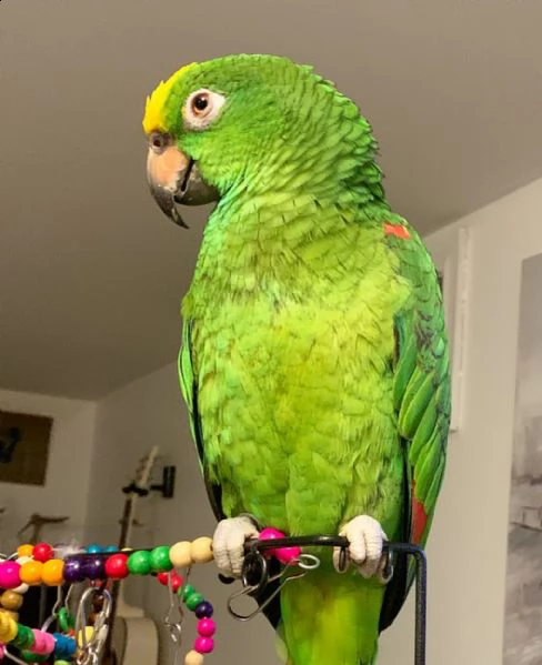 vendo bellissimo pappagallo amazon parlante | Foto 0