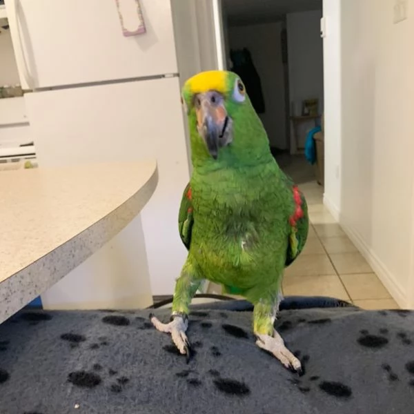 vendo bellissimo pappagallo amazon parlante