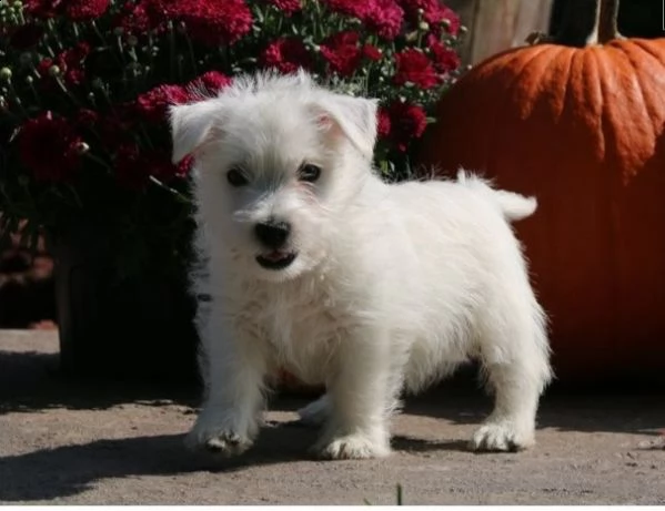  adorabili cuccioli  west highland terrier bianco  femminucce e maschietti disponibili