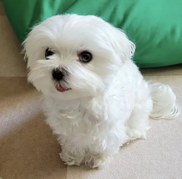 splendido cucciolo di malte in adozione