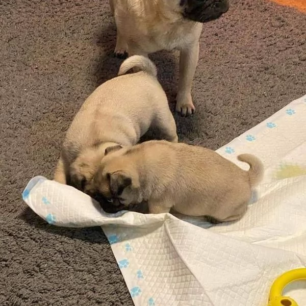 adorabili cuccioli di carlino (+346317163 22)