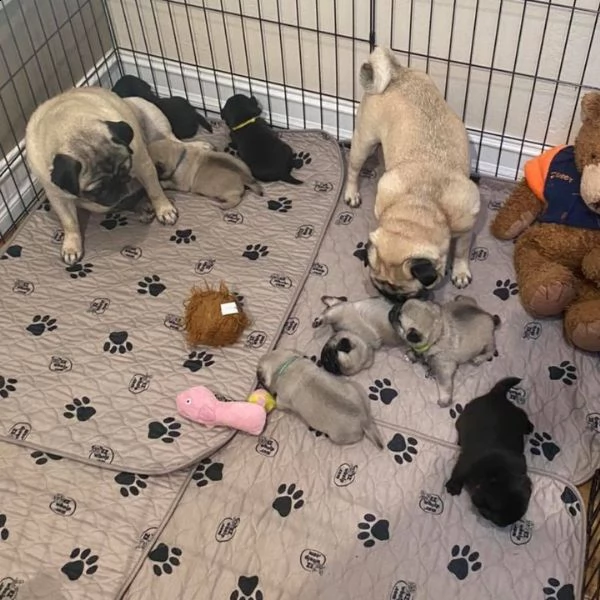 speciali cuccioli di carlino (+346317163 22)