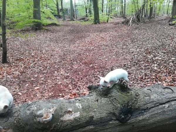 cuccioli di chihuahua tazza da tè | Foto 5