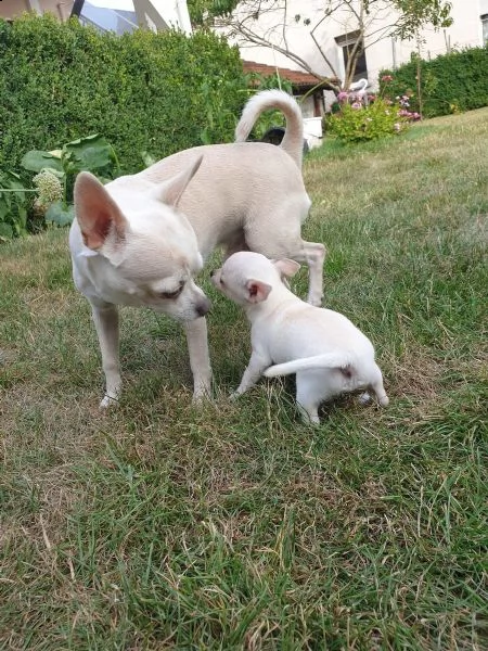 cuccioli di chihuahua tazza da tè | Foto 4