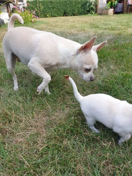 cuccioli di chihuahua tazza da tè | Foto 2