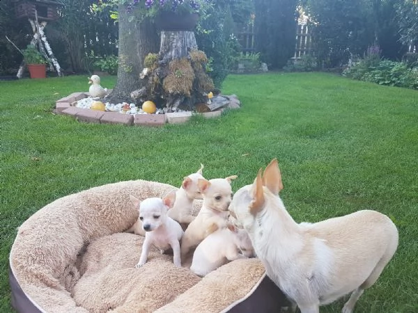 cuccioli di chihuahua tazza da tè