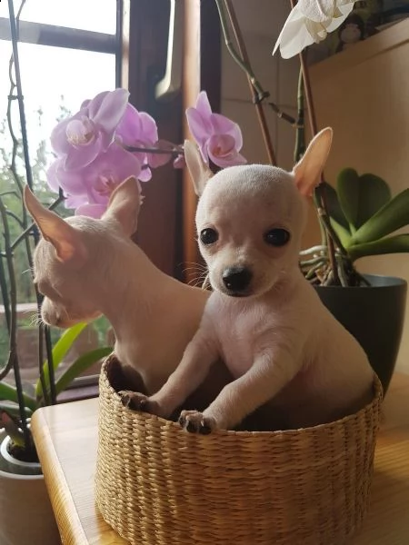 cuccioli di chihuahua tazza da tè | Foto 1