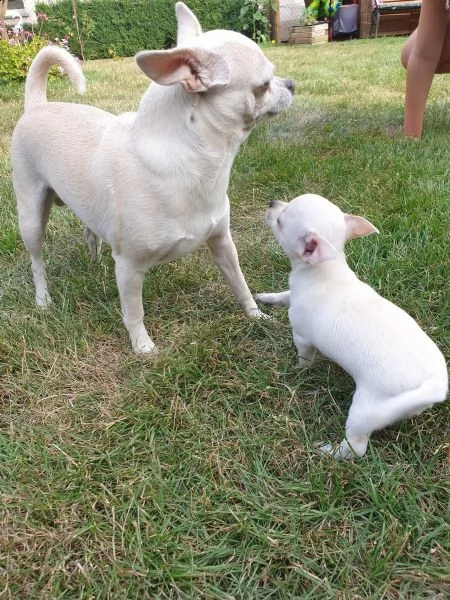 cuccioli di chihuahua tazza da tè | Foto 0