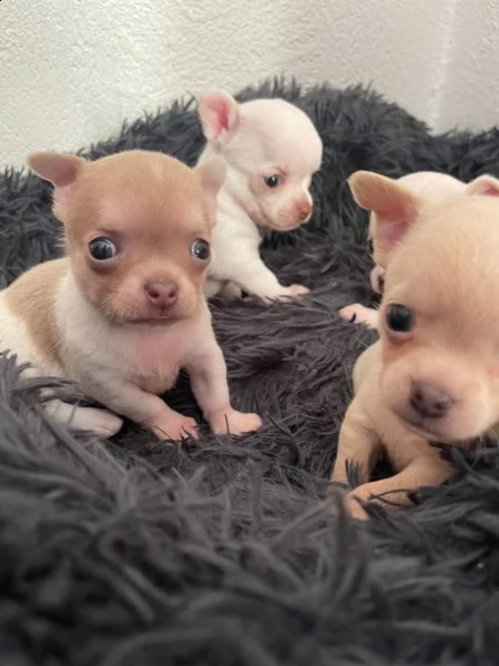 cuccioli di chihuahua tazza da tè | Foto 0
