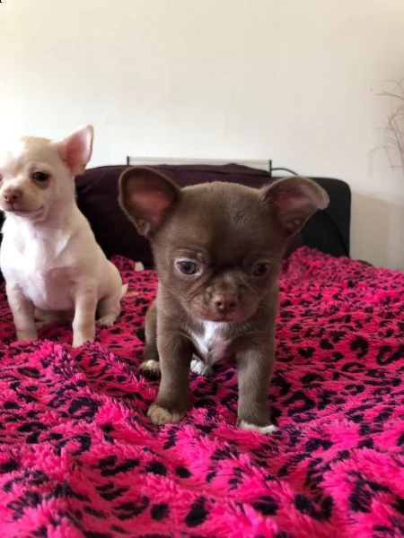cuccioli di chihuahua tazza da tè | Foto 5