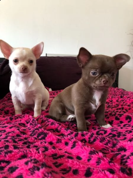 cuccioli di chihuahua tazza da tè