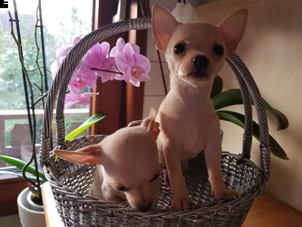cuccioli di chihuahua tazza da tè | Foto 2